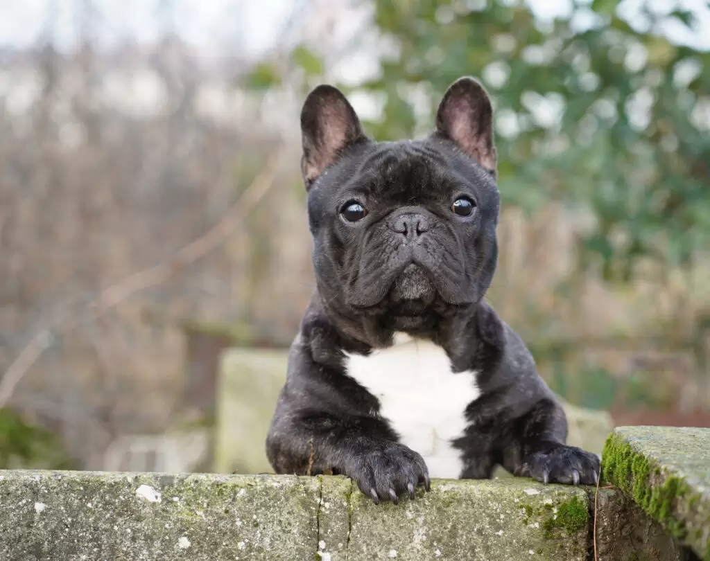 bulldog francese respirazione